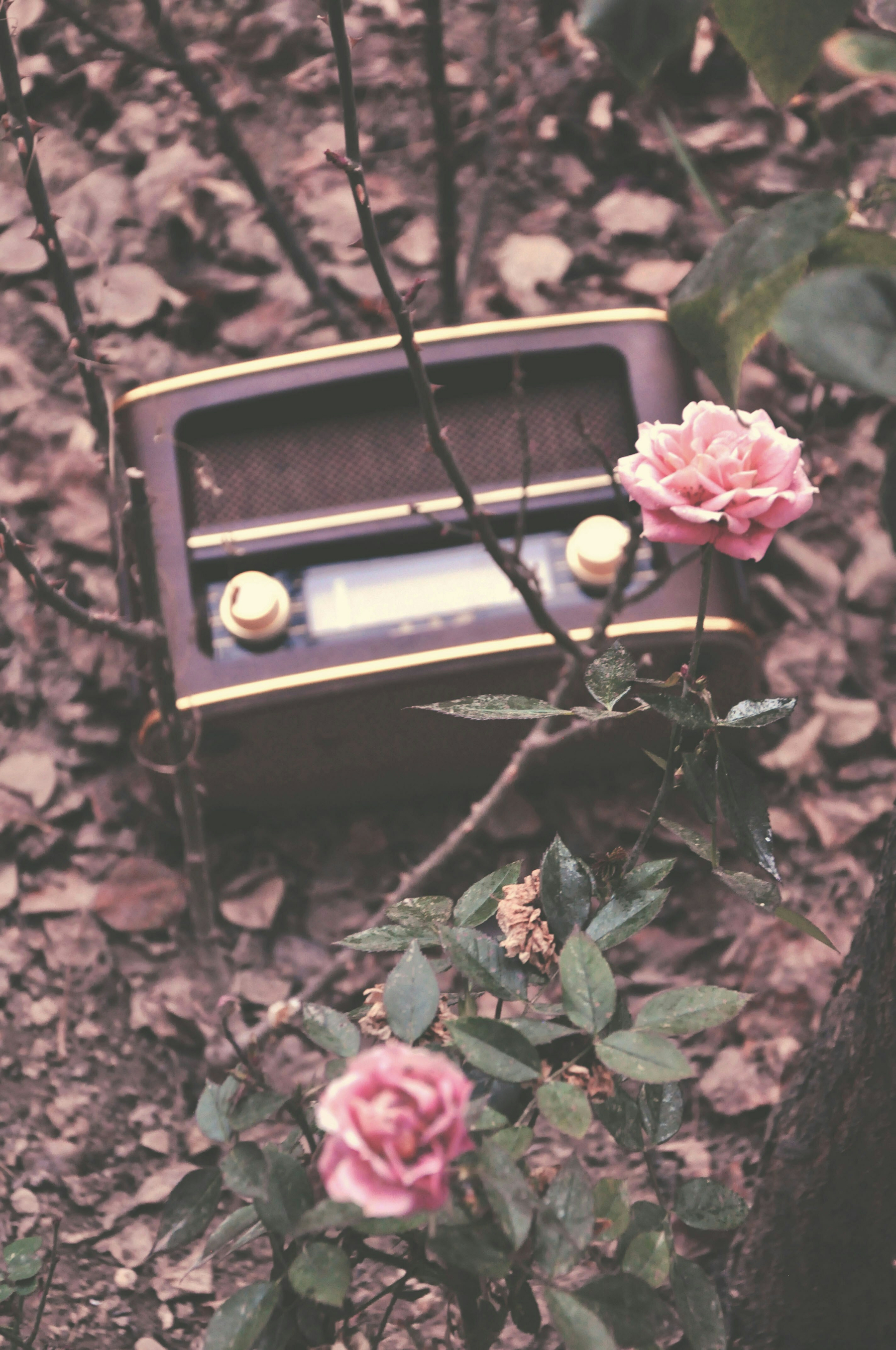 Auto-generated description: An old-fashioned radio is nestled among pink roses and dry leaves. Photo by Abbas Tehrani on Unsplash